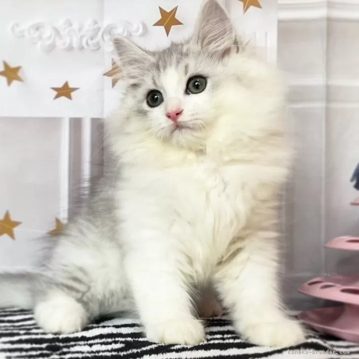 ID：2507-01236の子猫