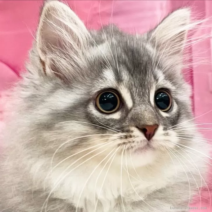 ID:2508-00215の子猫