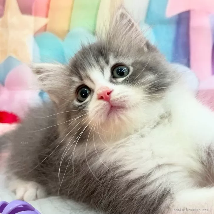 ID：2508-02665の子猫