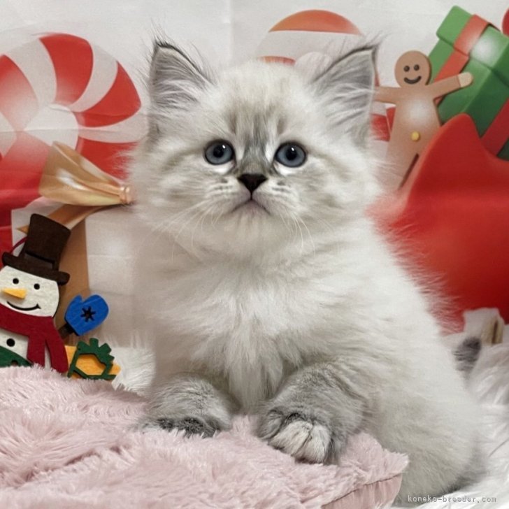 ブリーダー画像