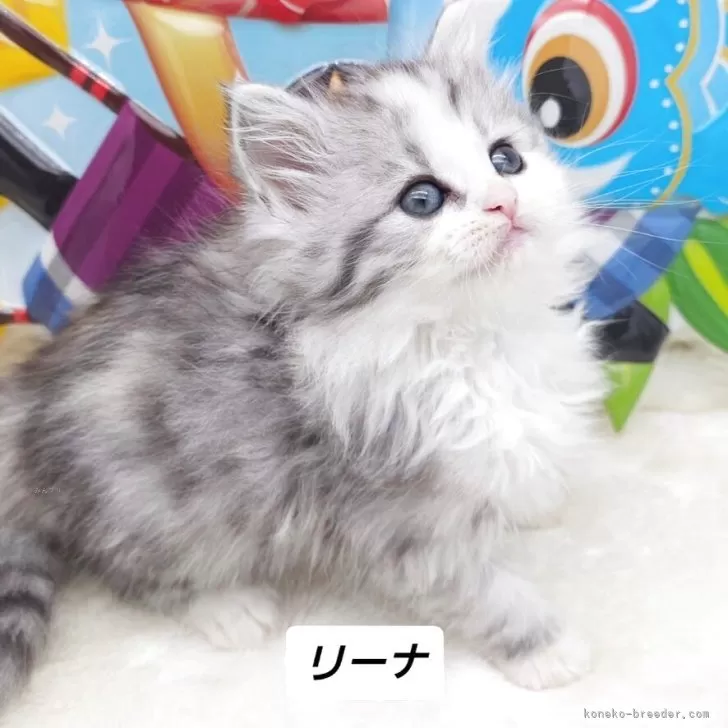ID:2505-01356の子猫