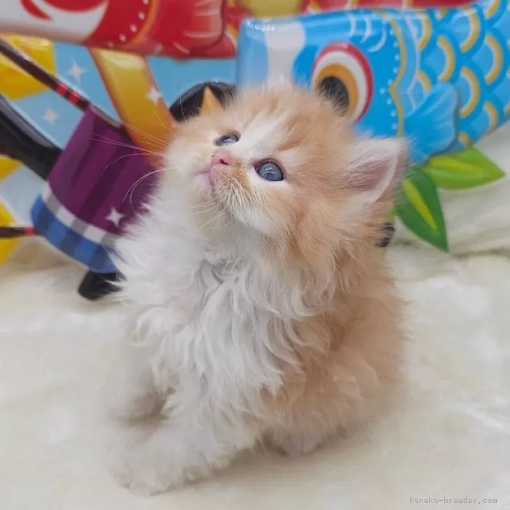 ID：2503-02060の子猫