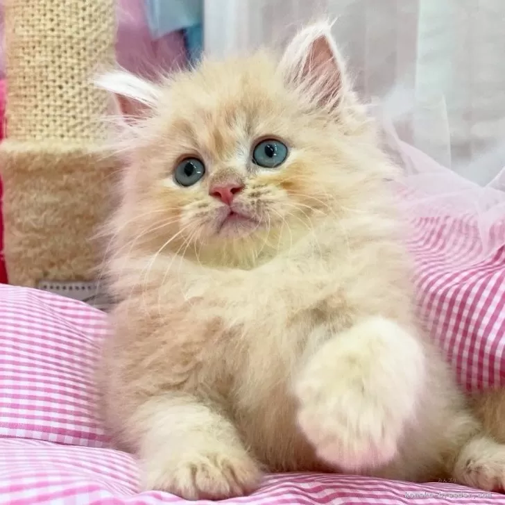 ID：2508-02653の子猫