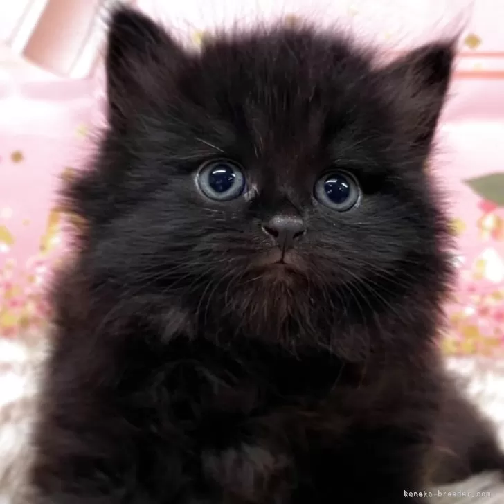 ID:2509-00817の子猫