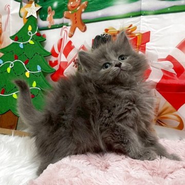 サイベリアン【埼玉県・男の子・2025年9月18日・ブルー（トリプルコート）】の写真「毛量のある綺麗な毛並み💗パパはチャンピオン🏅」