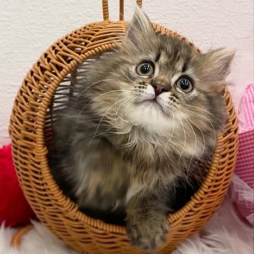 サイベリアン【埼玉県・女の子・2025年6月10日・ブラックマッカレルタビー】の写真「まん丸おメメ👀懐っこく甘えん坊プリンス👑💓」