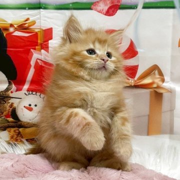 サイベリアン【埼玉県・男の子・2025年9月18日・レッドタビー（トリプルコート）】の写真「毛量のある綺麗な毛並み💗パパはチャンピオン🏅」