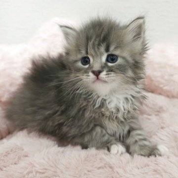 サイベリアン【埼玉県・男の子・2025年4月10日・ブルータビー&ホワイト（トリプルコート）】の写真「♡くりくりおめ目の甘えん坊♡」
