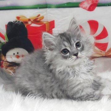 サイベリアン【埼玉県・男の子・2025年9月1日・シルバータビー（トリプルコート）】の写真「明るくて好奇心旺盛♫元気で社交的な男の子💙」