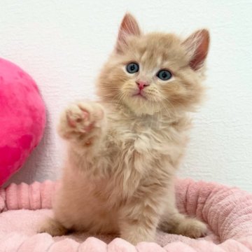 サイベリアン【埼玉県・男の子・2025年5月3日・クリームタビー（トリプルコート）】の写真「💕キュートな甘えん坊くん💕パパはチャンピオン」