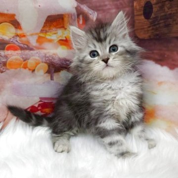 サイベリアン【埼玉県・男の子・2025年10月9日・シルバータビー】の写真「⭐️もふもふの甘えん坊⭐️」