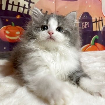 サイベリアン【埼玉県・男の子・2025年9月1日・ブルータビー&ホワイト（トリプルコート）】の写真「元気いっぱいのムードメーカー！抱っこも大好き💗」