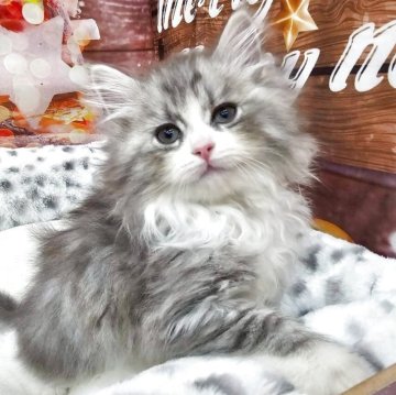 サイベリアン【埼玉県・男の子・2025年10月10日・シルバータビー&ホワイト】の写真「⭐️ふわふわ毛並みとかわいいお顔⭐️」