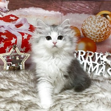 サイベリアン【埼玉県・男の子・2025年9月1日・シルバータビー&ホワイト（トリプルコート）】の写真「穏やかでマイペース🌿 優しい男の子💙」