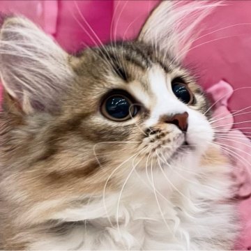 サイベリアン【埼玉県・女の子・2025年5月25日・ブラウンタビー&ホワイト】の写真「🎀【良縁応援キャンペーン 開催中】🎀」