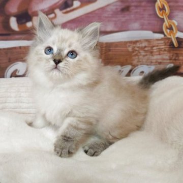 サイベリアン【埼玉県・男の子・2025年10月11日・ゴーデンリンクスポイント】の写真「💗ブルーの瞳のふわふわくん💗」