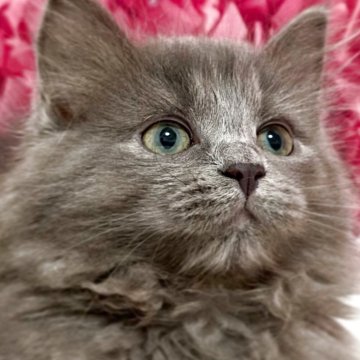 サイベリアン【埼玉県・女の子・2025年5月3日・ブルー（トリプルコート）】の写真「パパママに似た美猫ちゃん綺麗な瞳の持ち主😍」