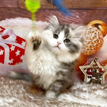 サイベリアン【埼玉県・女の子・2025年9月1日・ダイリュートキャリコ（トリプルコート）】の写真「ふわふわ姫💗やさしくておっとりタイプ🎵」