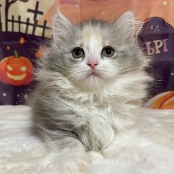 サイベリアン【埼玉県・女の子・2025年9月1日・ダイリュートキャリコ（トリプルコート）】の写真「明るく人懐っこい💗 目が合うとしっぽをふりふり♫」