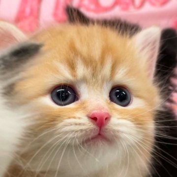 サイベリアン【埼玉県・男の子・2025年6月25日・レッドタビー】の写真「💎人懐っこく甘えん坊くん💎」