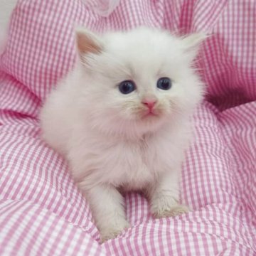 サイベリアン【埼玉県・男の子・2025年9月18日・レッドリンクスポイント（トリプルコート）】の写真「毛量のある綺麗な毛並み💗パパはチャンピオン🏅」