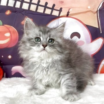 サイベリアン【埼玉県・男の子・2025年9月1日・シルバータビー（トリプルコート）】の写真「クールに見えて実は甘えん坊✨ ギャップにキュン💗」