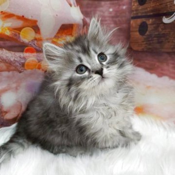 サイベリアン【埼玉県・男の子・2025年10月9日・シルバータビー】の写真「⭐️もふもふの甘えん坊⭐️」