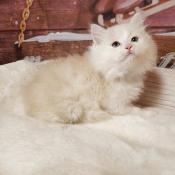 サイベリアン【埼玉県・男の子・2025年10月10日・クリームタビー】の写真「⭐️ふわふわ毛並みの甘えん坊⭐️」