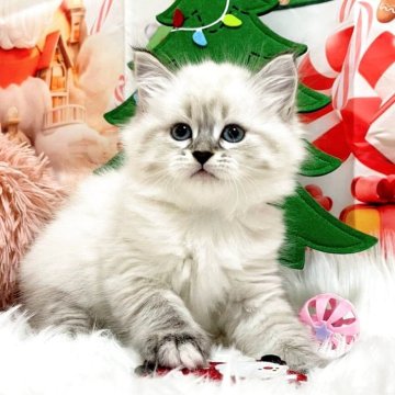 サイベリアン【埼玉県・女の子・2025年9月18日・ブルーリンクスポイント&ホワイト】の写真「⭐️おっとりさんで可愛らしいお顔立ち⭐️」