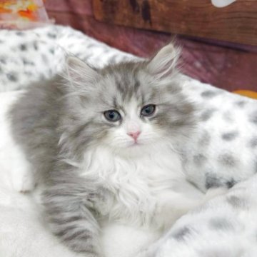 サイベリアン【埼玉県・男の子・2025年10月10日・シルバータビー&ホワイト】の写真「⭐️ふわふわ毛並みとかわいいお顔⭐️」