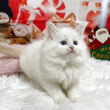 サイベリアン【埼玉県・男の子・2025年9月18日・レッドリンクスポイント（トリプルコート）】の写真「毛量のある綺麗な毛並み💗パパはチャンピオン🏅」