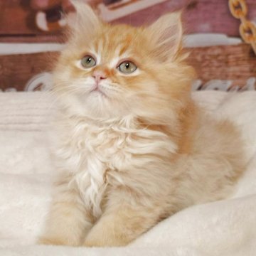 サイベリアン【埼玉県・男の子・2025年10月11日・レッドタビー】の写真「⭐️もふもふの甘えん坊⭐️」