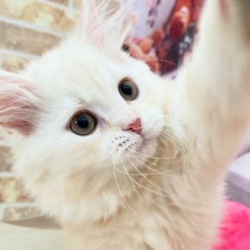 サイベリアン【埼玉県・男の子・2025年4月20日・クリームタビー&ホワイト（トリプルコート）】の写真「🎀【お盆SALE開催中】🎀」