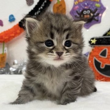 サイベリアン【埼玉県・男の子・2025年9月1日・ブラウンタビー】の写真「ぱっちりおメメ👀フワフワな毛並み⭐️」