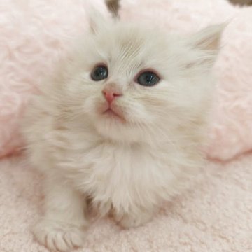 サイベリアン【埼玉県・男の子・2025年4月5日・クリームタビー（バビ）】の写真「リサままの初子ちゃん」