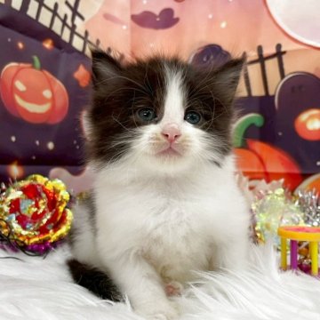 サイベリアン【埼玉県・男の子・2025年9月18日・ブラック&ホワイト（トリプルコート）】の写真「艶のある綺麗な毛並み💗甘えん坊ちゃん」