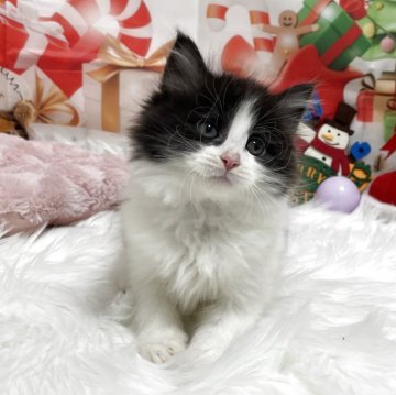 サイベリアン【埼玉県・男の子・2025年9月18日・ブラック&ホワイト（トリプルコート）】の写真「毛量のある綺麗な毛並み💗パパはチャンピオン🏅」