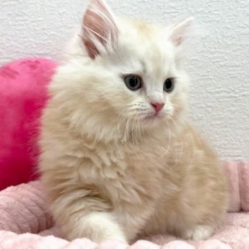 サイベリアン【埼玉県・男の子・2025年4月20日・クリームタビー&ホワイト（トリプルコート）】の写真「♡まんまるお顔がキュートな男の子♡」