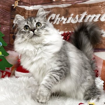 サイベリアン【埼玉県・女の子・2025年5月25日・シルバータビー&ホワイト（トリプルコート）】の写真「モフモフ甘えん坊ちゃん💓」