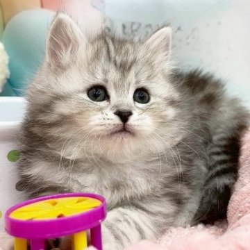 サイベリアン【埼玉県・女の子・2025年9月1日・シルバータビー（トリプルコート）】の写真「綺麗な毛色フワフワな毛並み💗」