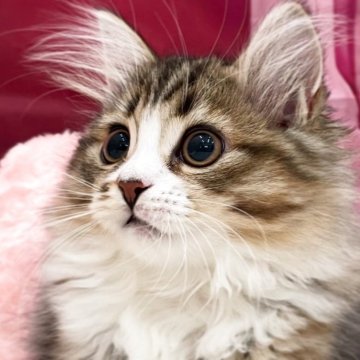サイベリアン【埼玉県・女の子・2025年5月25日・ブラウンタビー&ホワイト】の写真「まん丸おメメ👀でまったりさん💓」