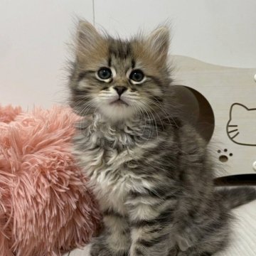 サイベリアン【埼玉県・男の子・2025年9月1日・ブラウンタビー（トリプルコート）】の写真「おもちゃで遊ぶのダイスキ💗毛量が多くフワフワ☁️」