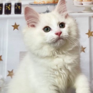 サイベリアン【埼玉県・男の子・2025年4月12日・カメオタビー&ホワイト】の写真「🎀【良縁応援キャンペーン 開催中】🎀」