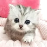 サイベリアン