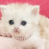 サイベリアン