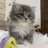 サイベリアン【埼玉県・女の子・2025年9月18日・ブルータビー&ホワイト】の写真1