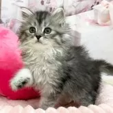 サイベリアン
