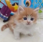 サイベリアン