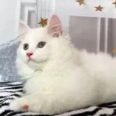 サイベリアン