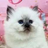 サイベリアン